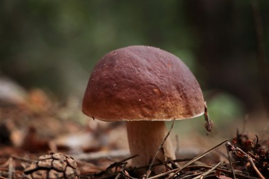 Photo of Beautiful porcini mushroom growing in forest, closeup