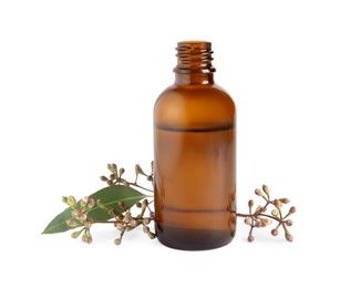 Photo of Bottle of eucalyptus essential oil and plant branch on white background