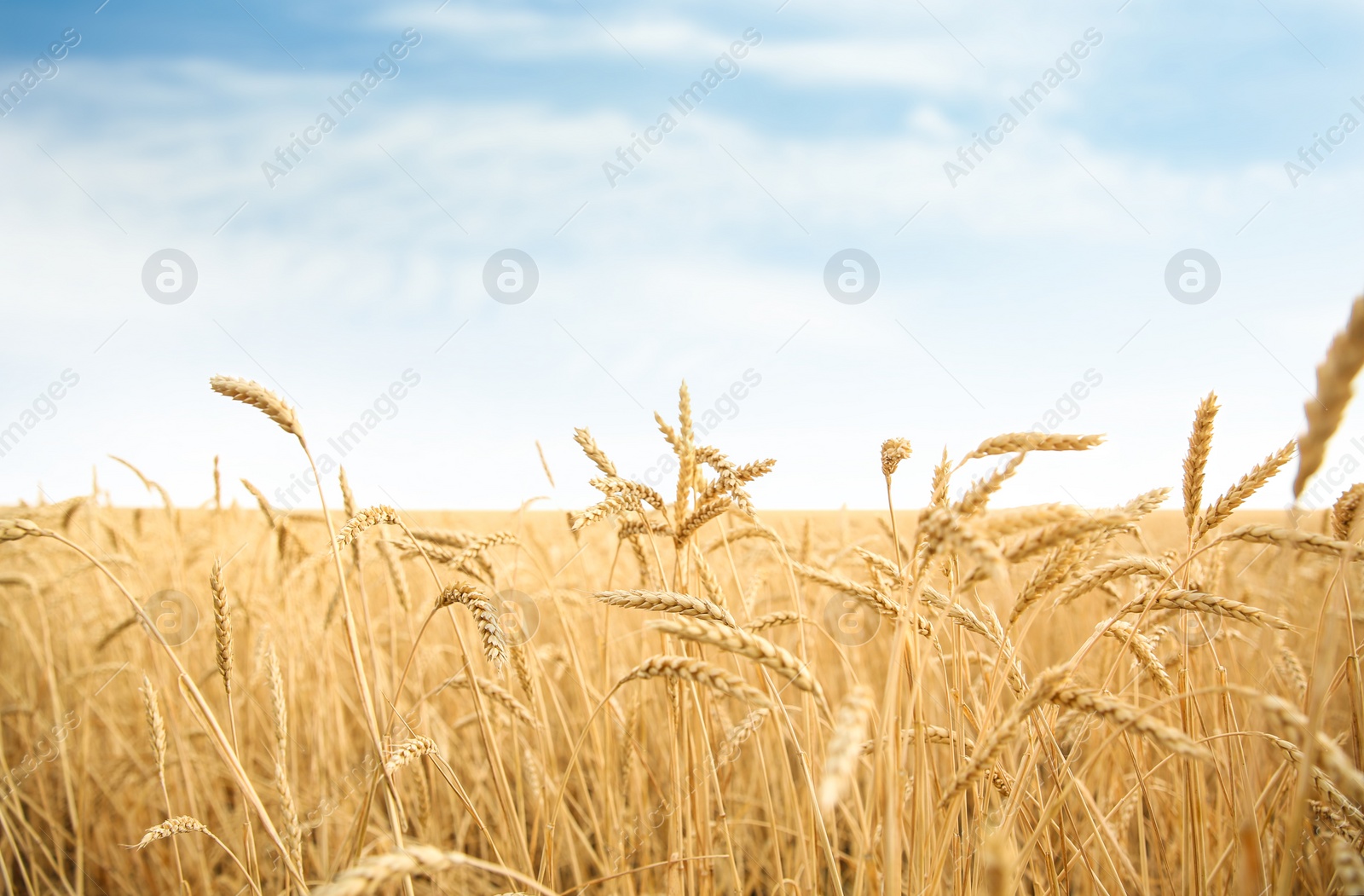 Photo of Wheat grain field on sunny day. Cereal farming