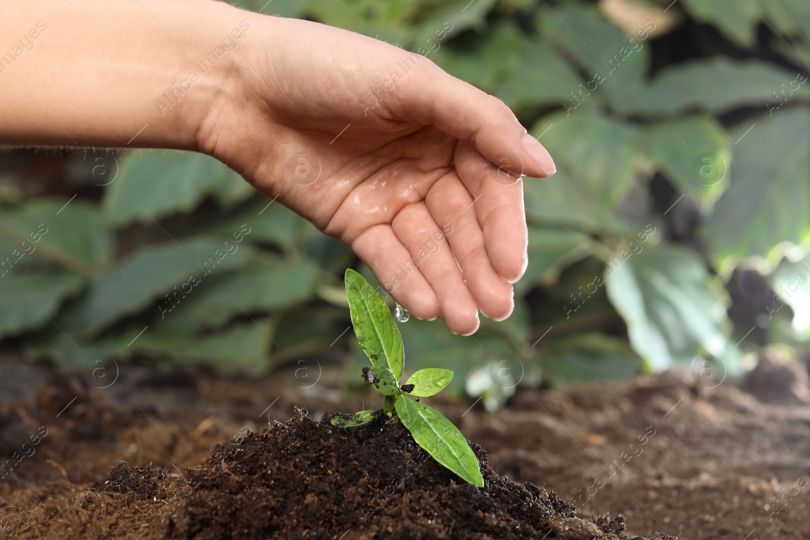 Photo of Woman watering fresh seedling in soil, closeup