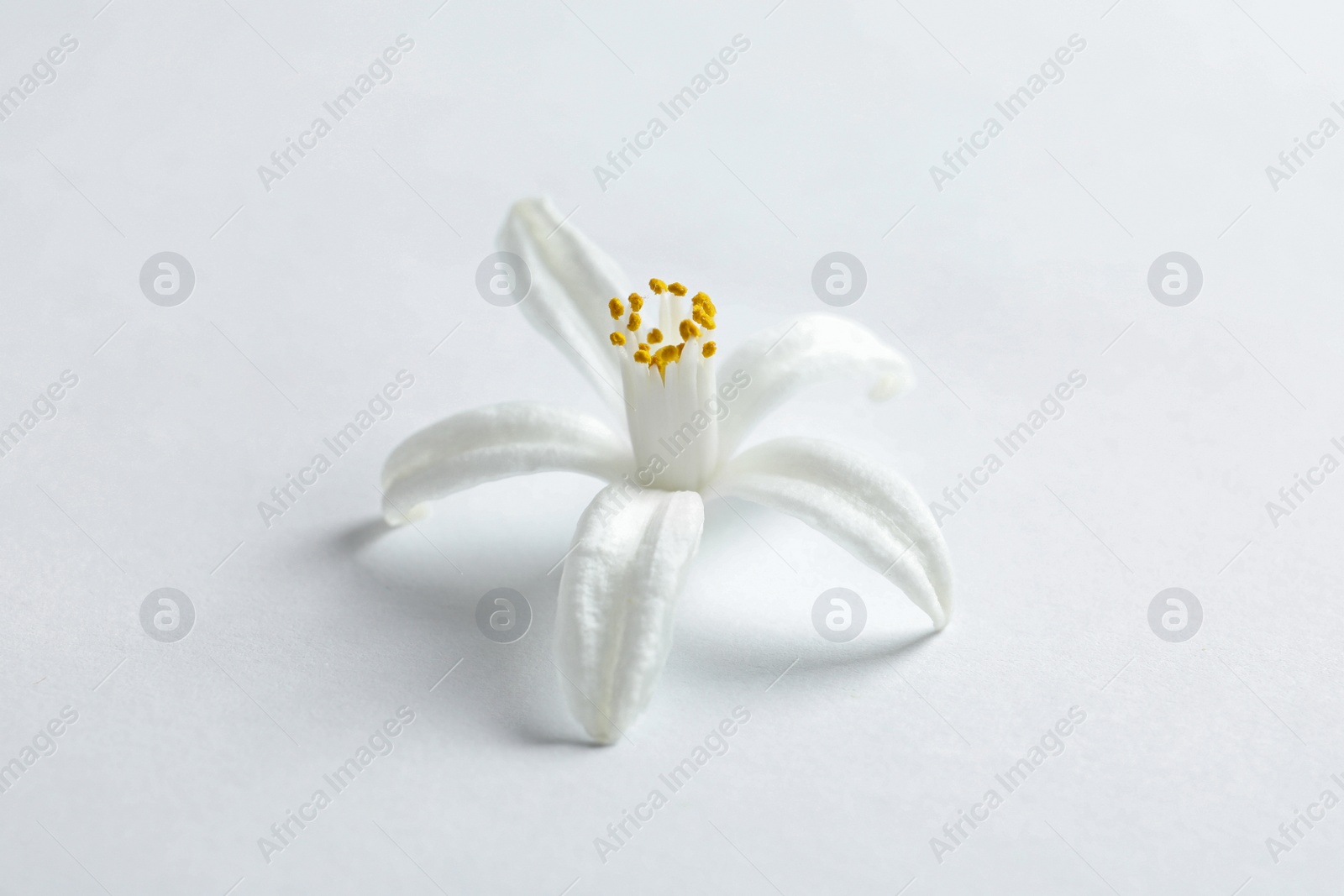 Photo of Beautiful blooming citrus flower on white background