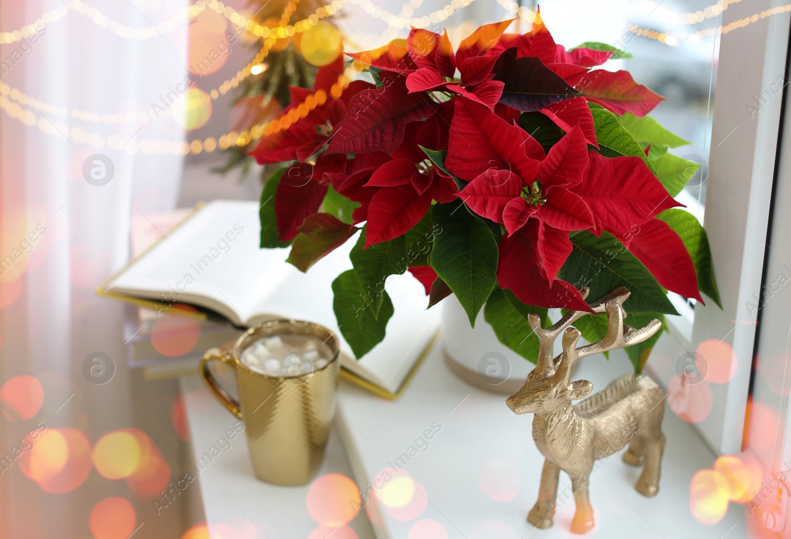 Image of Traditional Christmas poinsettia near window. Bokeh effect on foreground