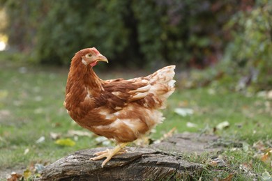 Photo of Beautiful chicken in yard on farm. Domestic animal