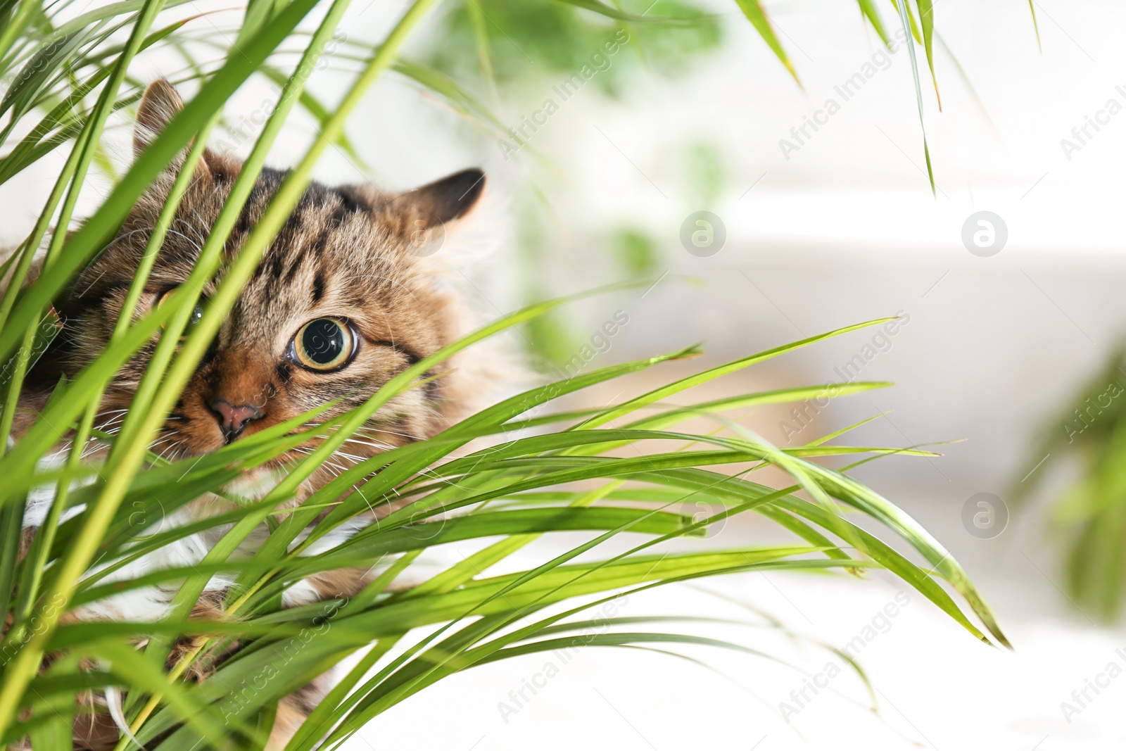 Photo of Adorable cat near houseplant on floor at home