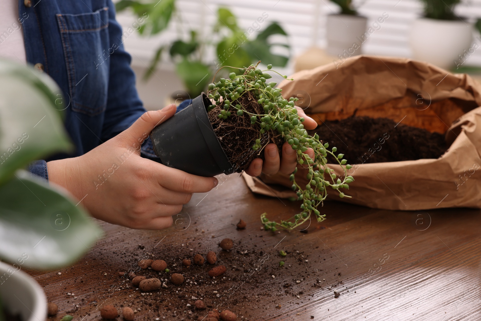 Photo of Woman transplanting beautiful houseplant at wooden table indoors, closeup