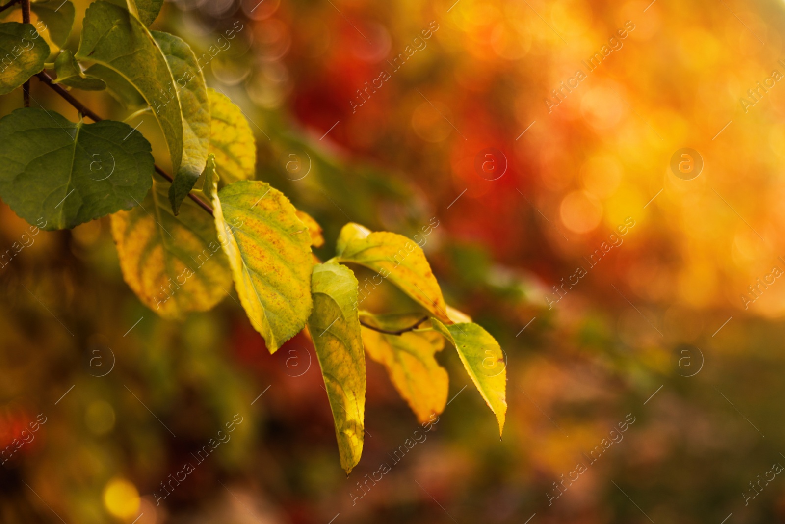 Photo of Tree branch with bright leaves in park, closeup. Autumn season