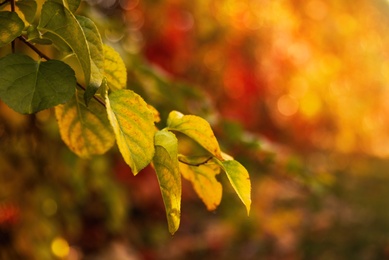 Photo of Tree branch with bright leaves in park, closeup. Autumn season