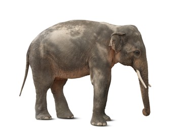 Image of Large elephant on white background. Exotic animal 