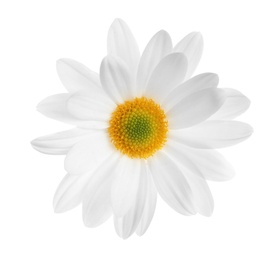 Beautiful and delicate chamomile flower on white background