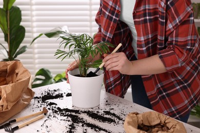 Woman transplanting houseplant at white table indoors, closeup