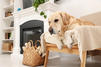 Cute Labrador Retriever resting on cozy armchair in room