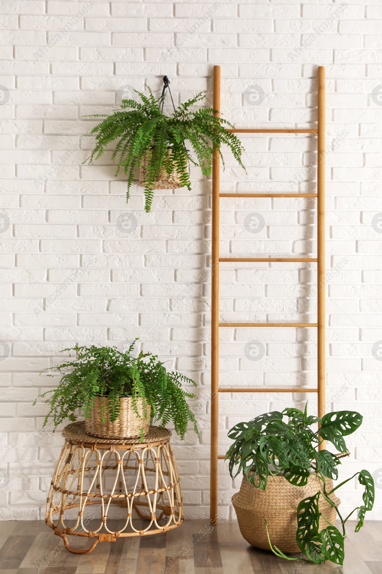 Photo of Beautiful green potted plants in stylish room interior