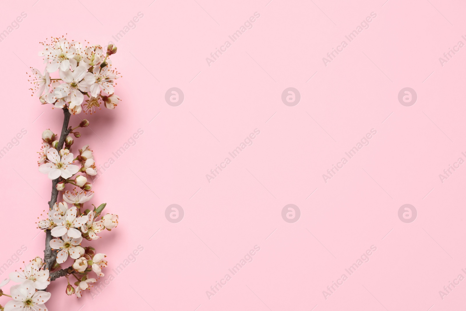 Photo of Blossoming spring tree branch as border on pink background, flat lay. Space for text