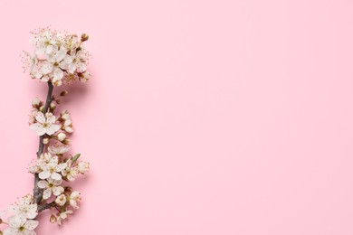 Blossoming spring tree branch as border on pink background, flat lay. Space for text