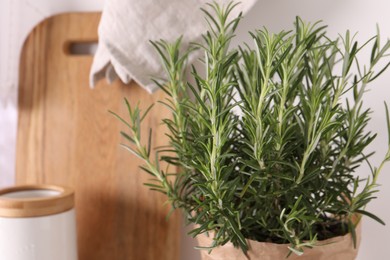 Photo of Aromatic green rosemary in pot indoors, closeup