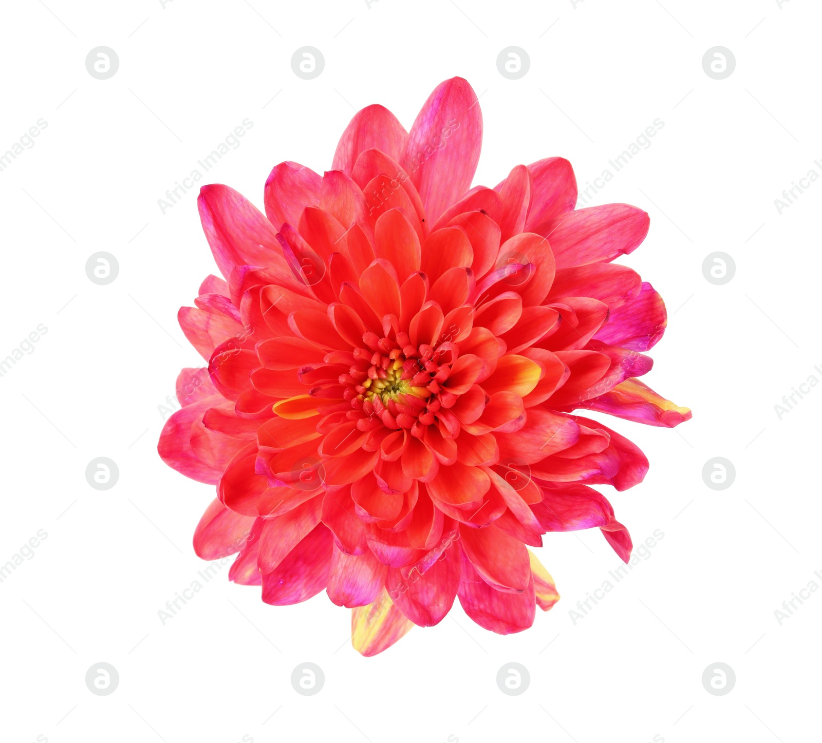 Photo of Beautiful blooming chrysanthemum flower isolated on white