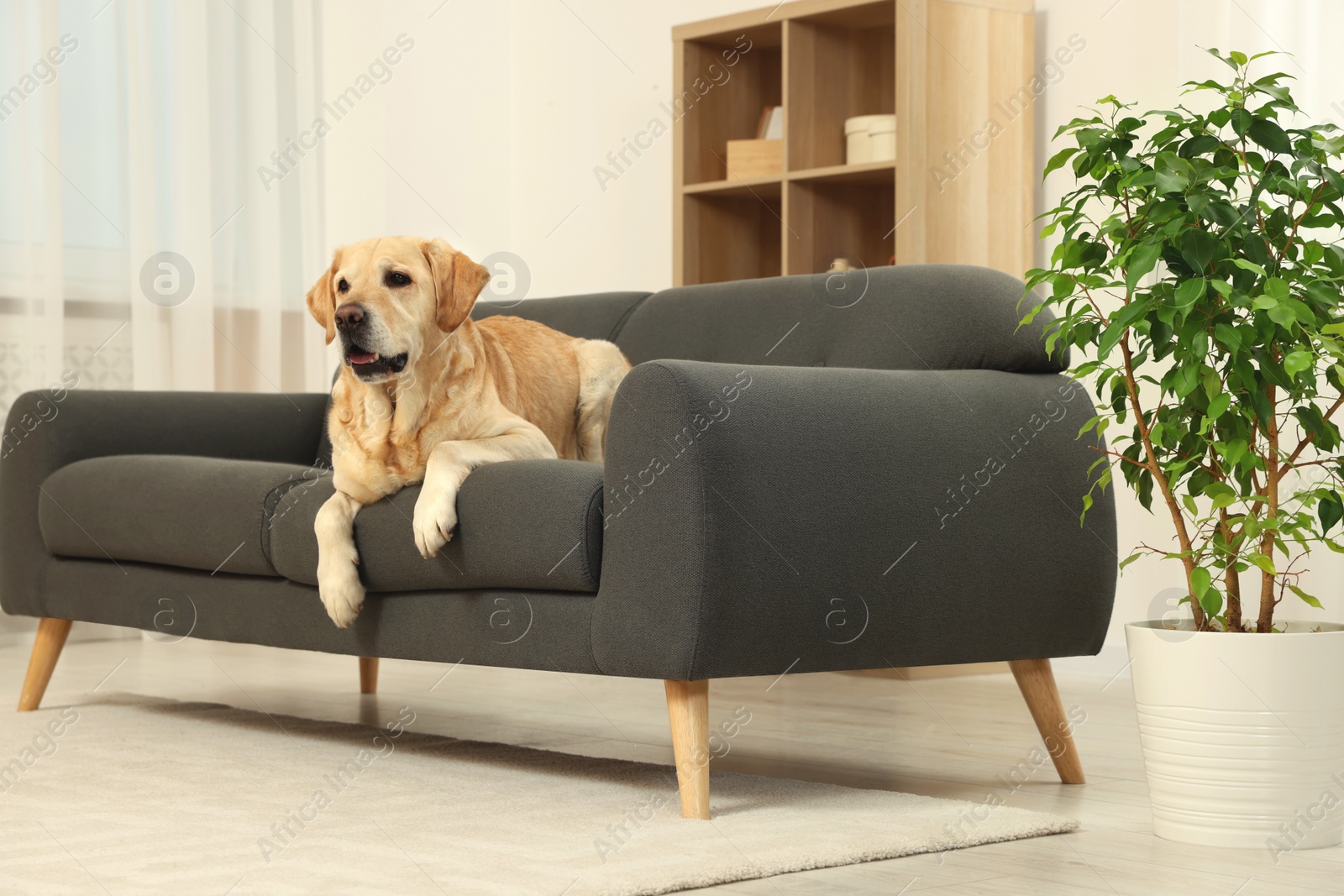 Photo of Cute fluffy Labrador Retriever laying on sofa at home. Space for text