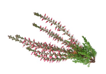 Branch of heather with beautiful flowers isolated on white