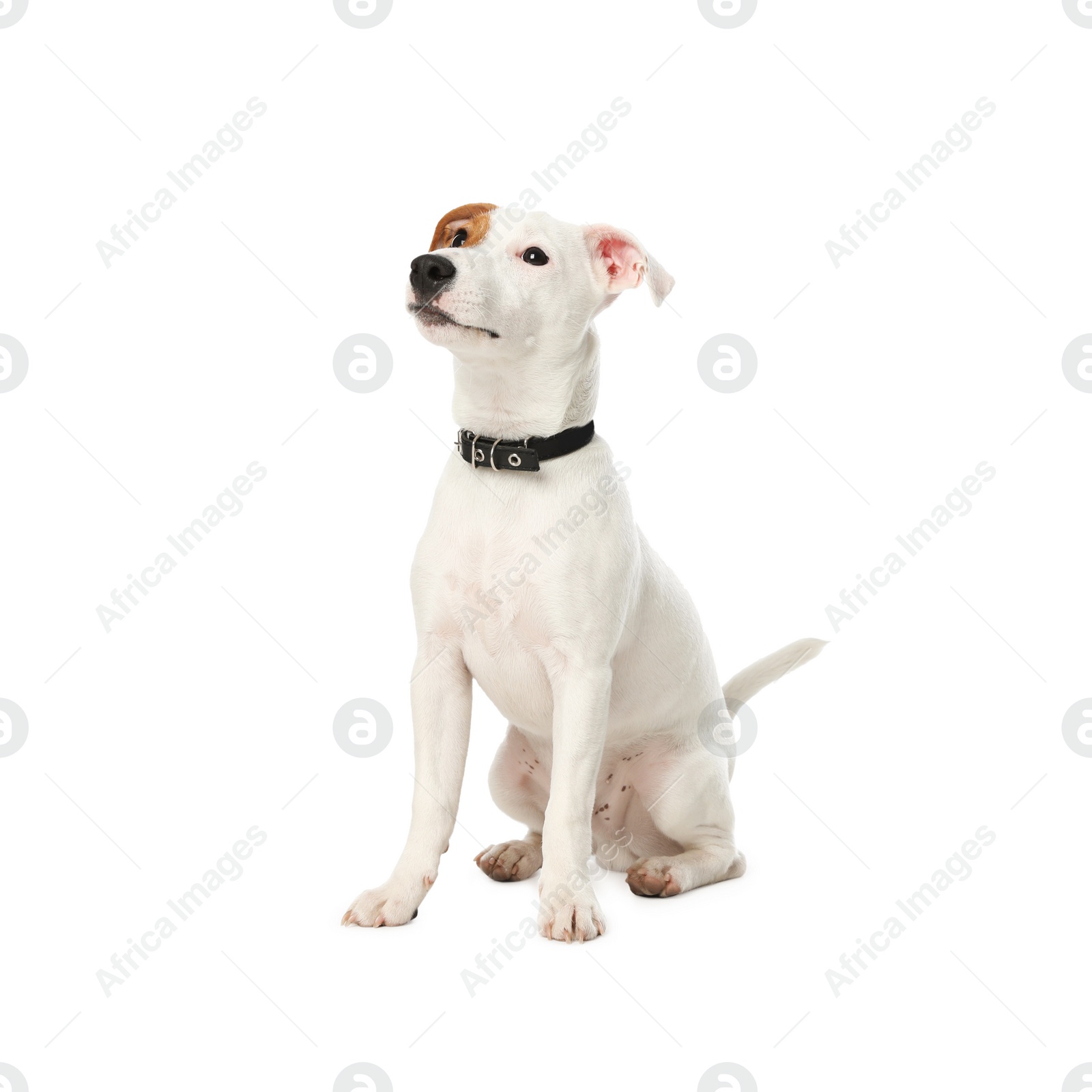 Photo of Cute Jack Russel Terrier on white background. Lovely dog