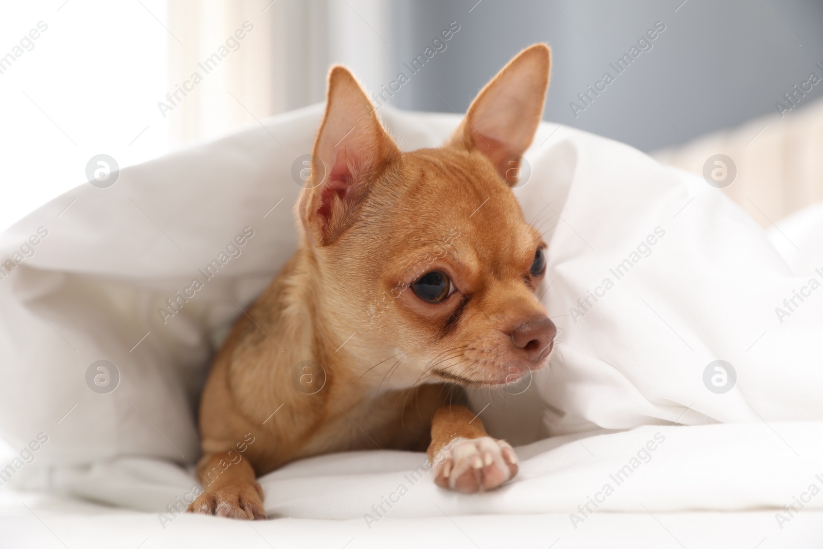 Photo of Cute Chihuahua dog under blanket at home, closeup