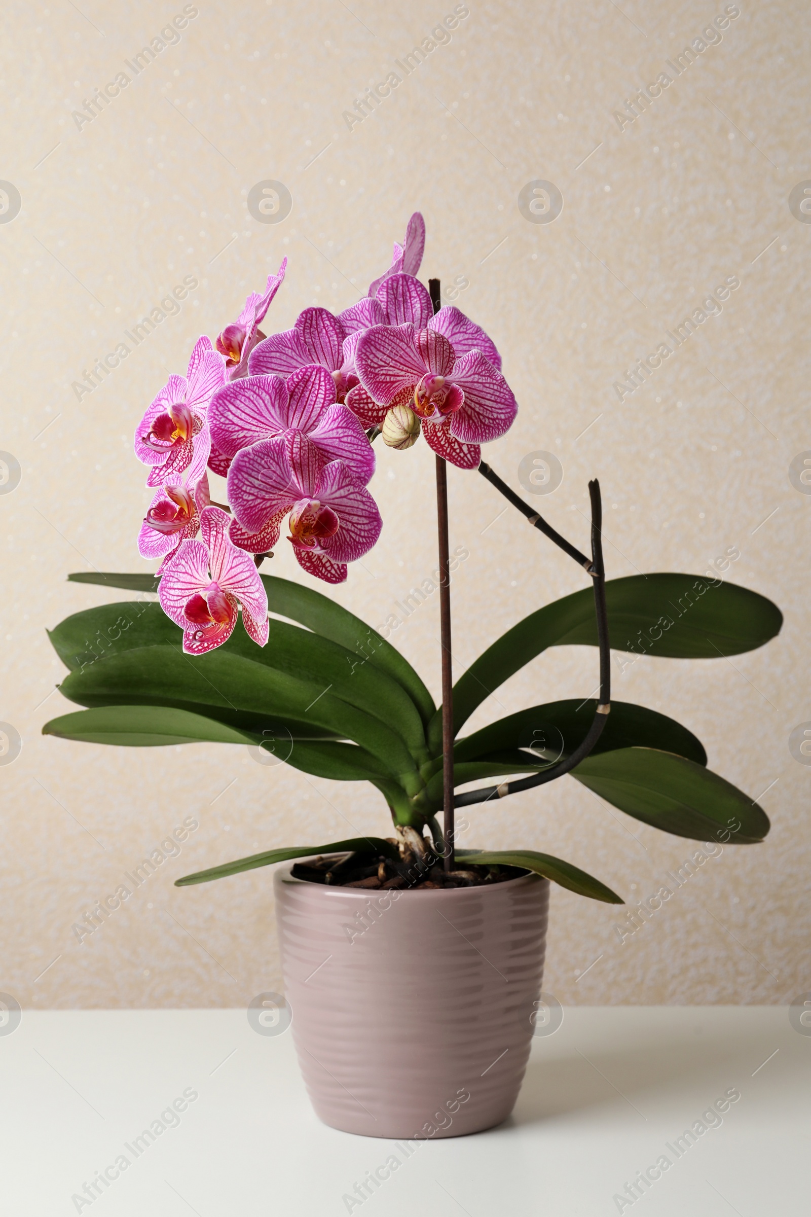 Photo of Beautiful pink orchid flower on white table