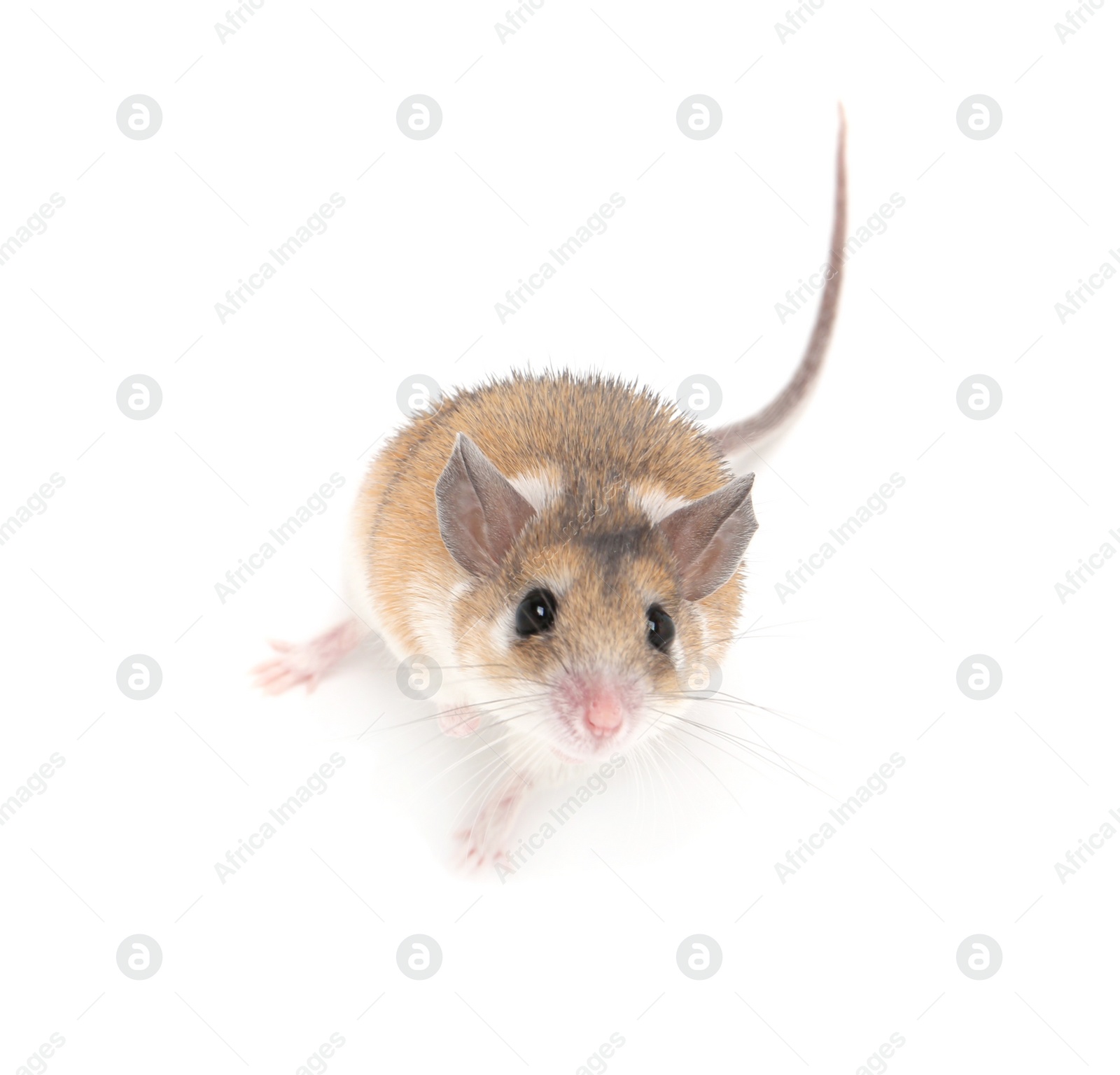 Photo of Small cute spiny mouse on white background