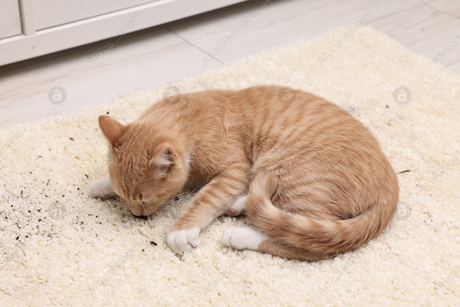 Photo of Cute ginger cat on carpet with scattered soil indoors