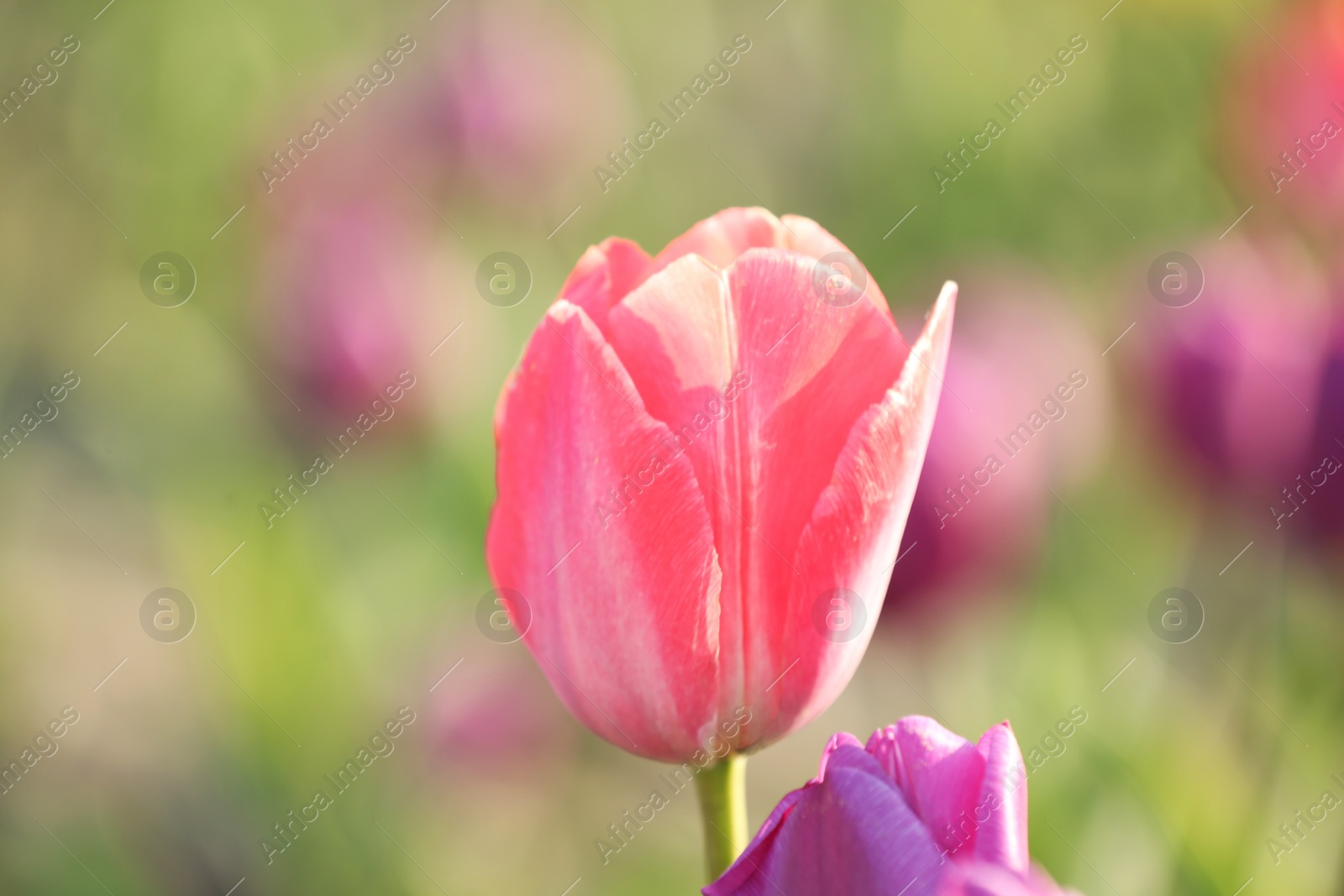 Photo of Fresh beautiful tulip in field, selective focus. Blooming flower