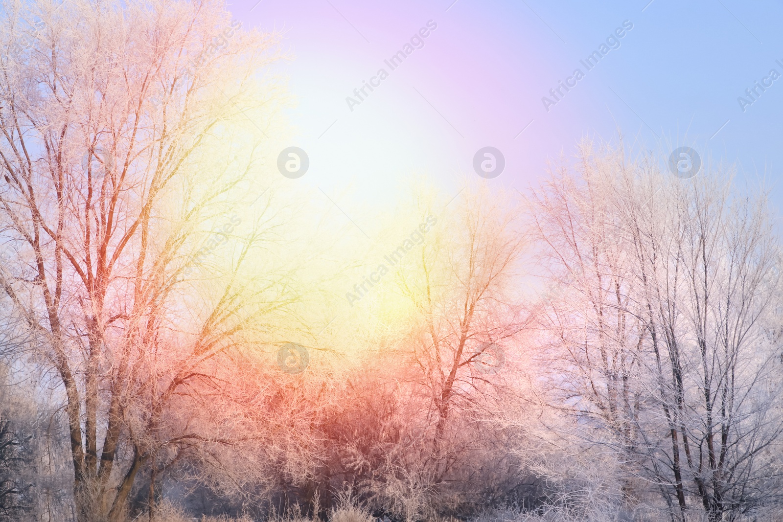 Image of Amazing winter morning. Beautiful forest covered with snow