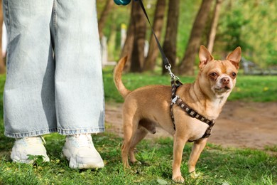 Photo of Woman walking with her chihuahua dog on green grass in park, closeup