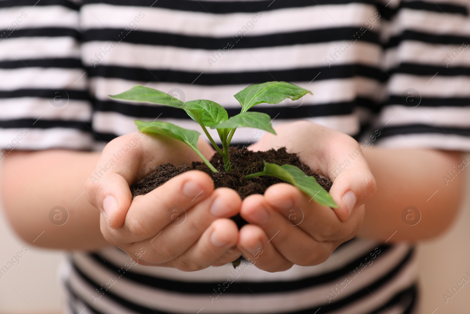 Photo of Woman holding soil with green seedling, closeup