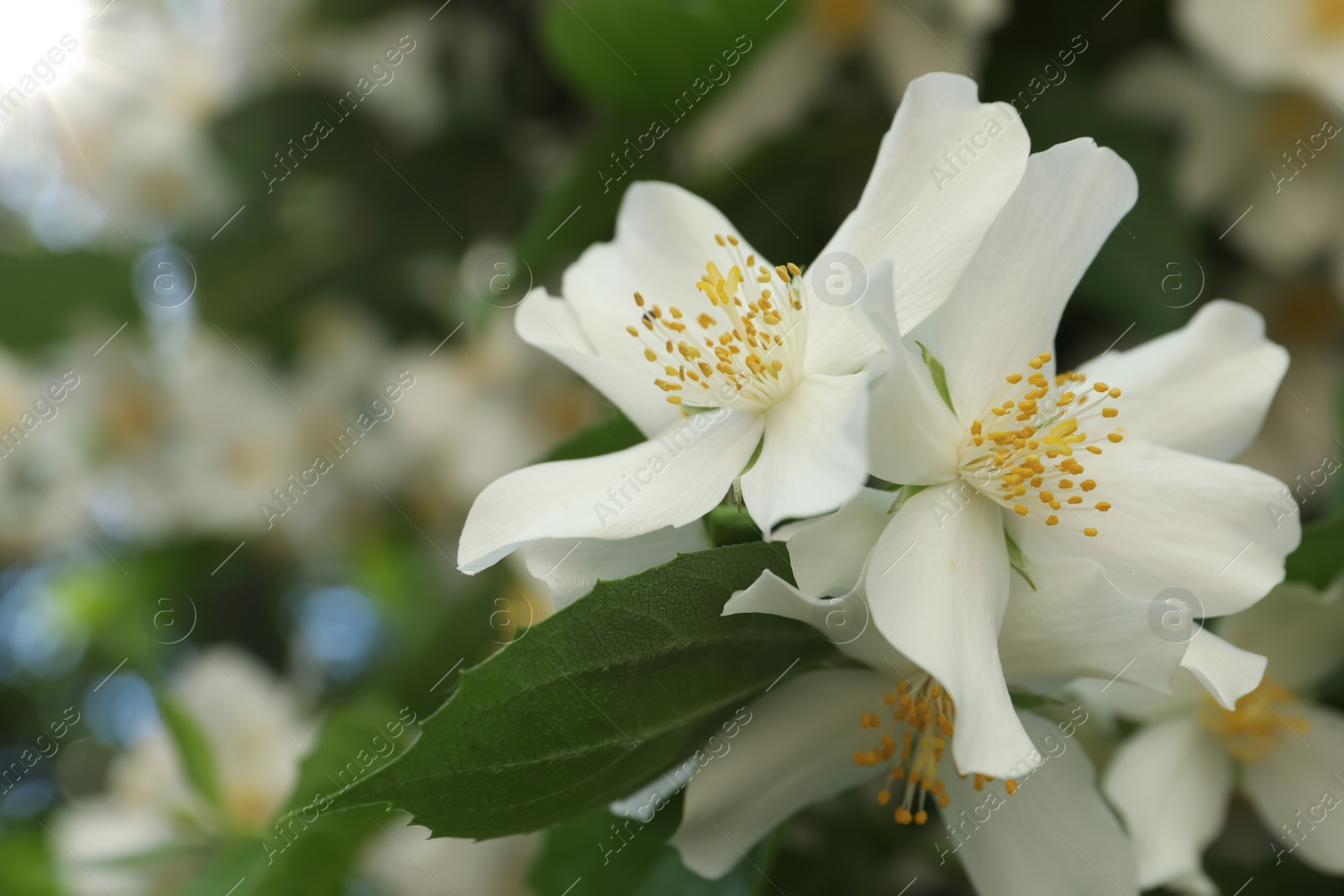 Photo of Beautiful blooming white jasmine shrub outdoors, closeup. Space for text