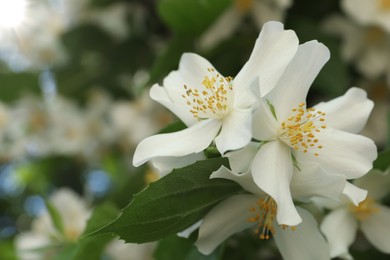 Photo of Beautiful blooming white jasmine shrub outdoors, closeup. Space for text