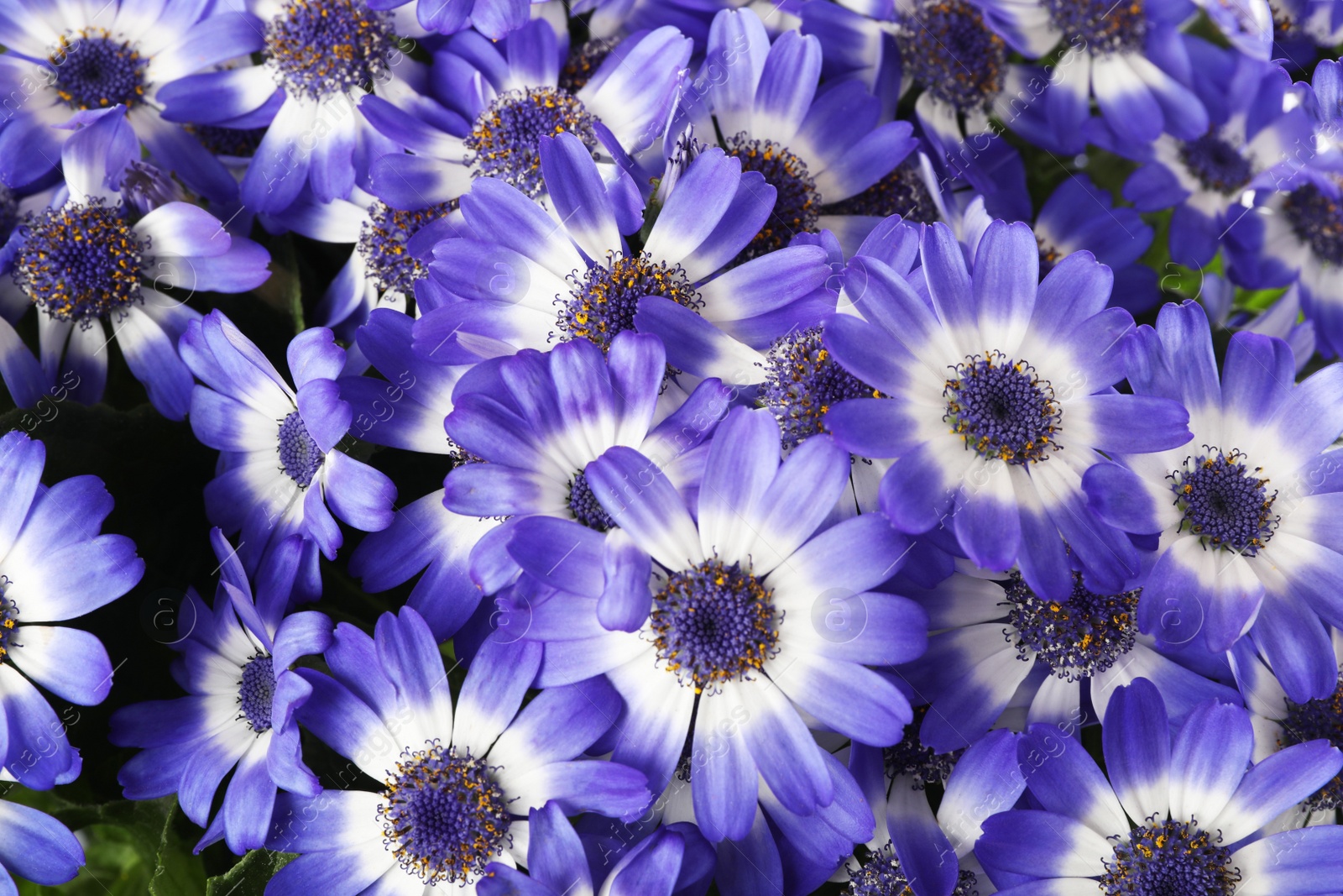 Photo of Beautiful purple cineraria flowers as background, closeup