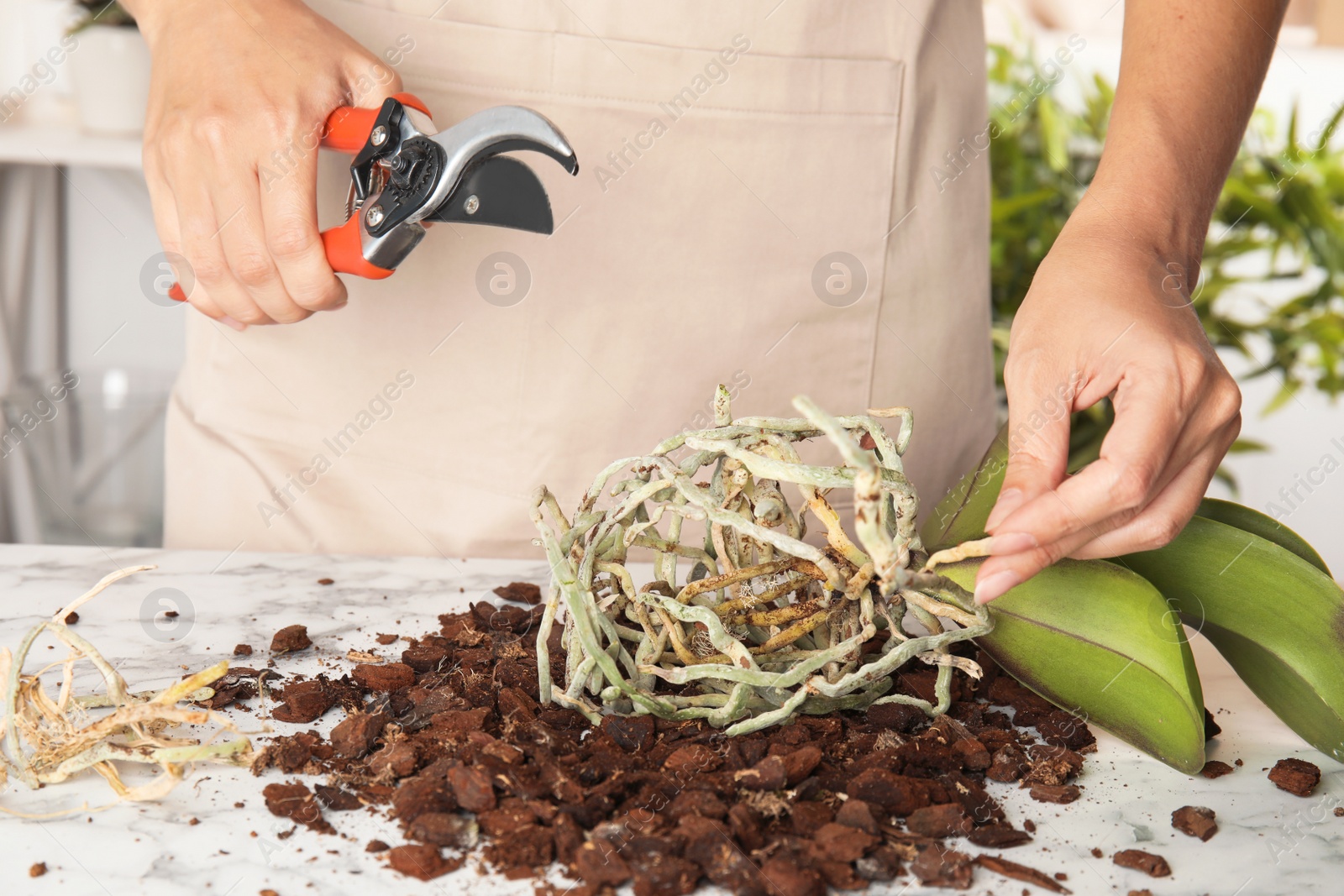 Photo of Woman cutting roots of orchid plant on table, closeup