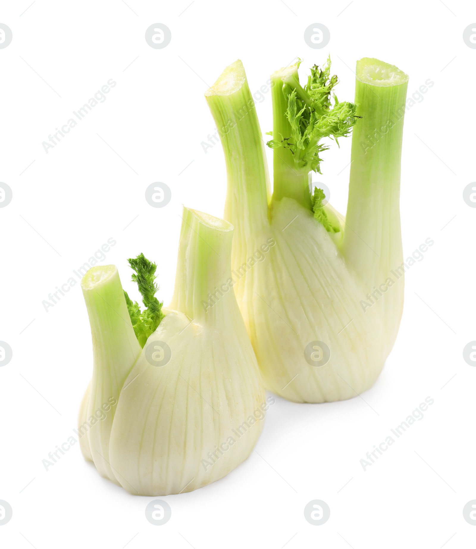 Photo of Fresh raw fennel bulbs isolated on white