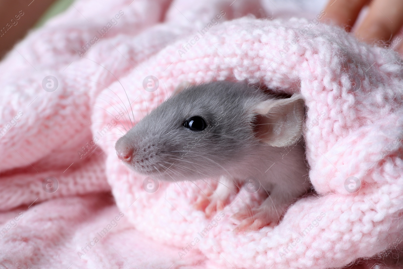 Photo of Cute small rat wrapped in pink knitted plaid, closeup