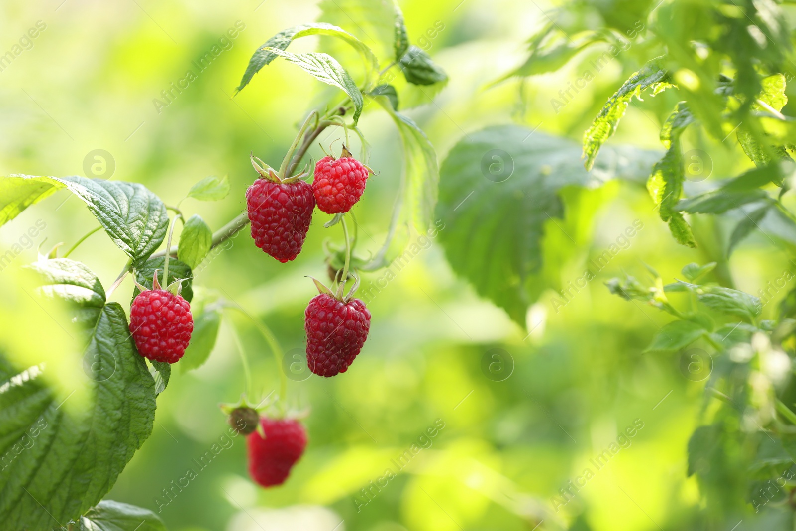 Photo of Red raspberries growing on bush outdoors, closeup. Space for text