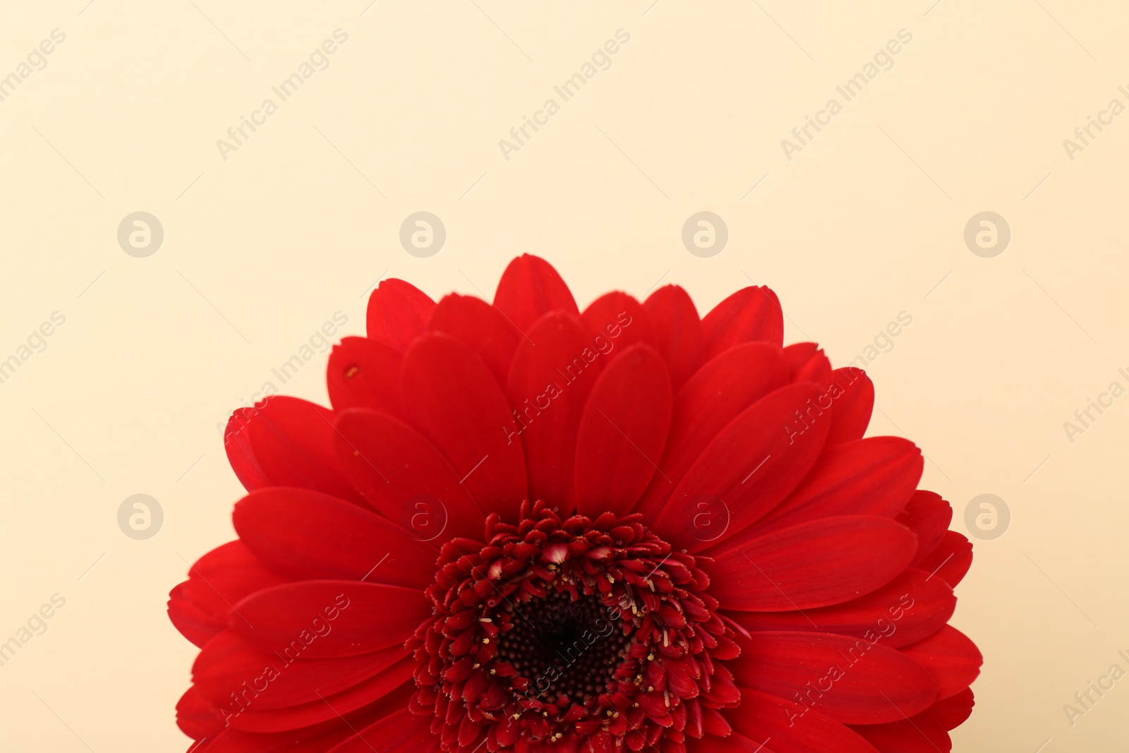 Photo of Beautiful red gerbera flower on beige background, top view. Space for text