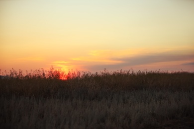 Photo of Beautiful view of field at sunrise. Early morning landscape