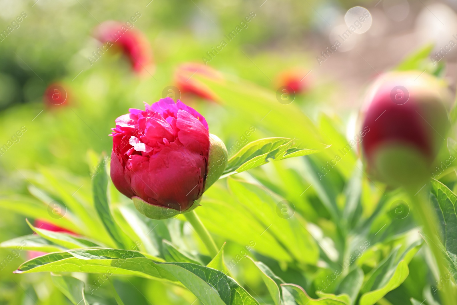 Photo of Beautiful red peony bud outdoors on spring day, closeup