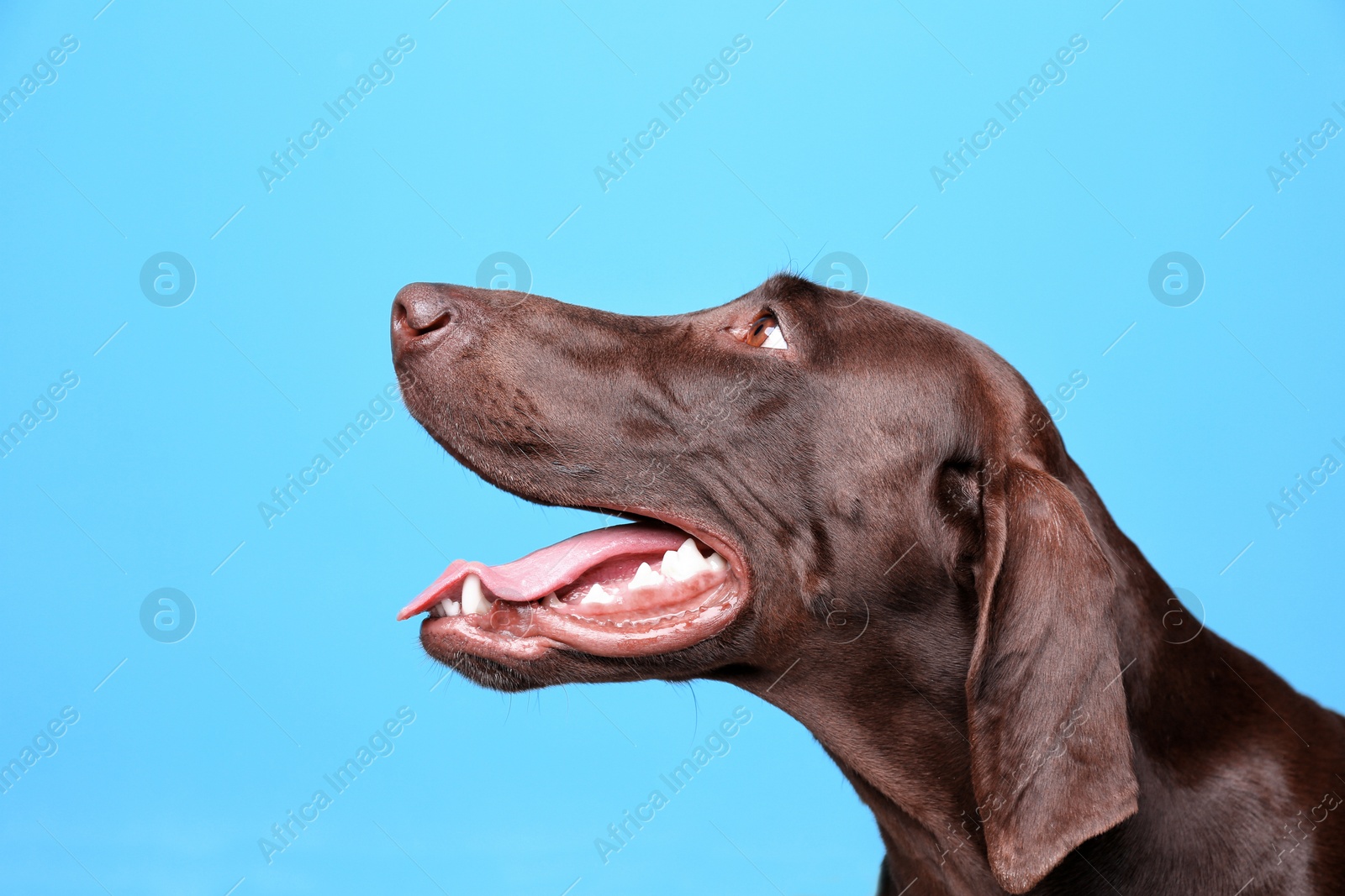 Photo of German Shorthaired Pointer dog on color background