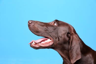 Photo of German Shorthaired Pointer dog on color background