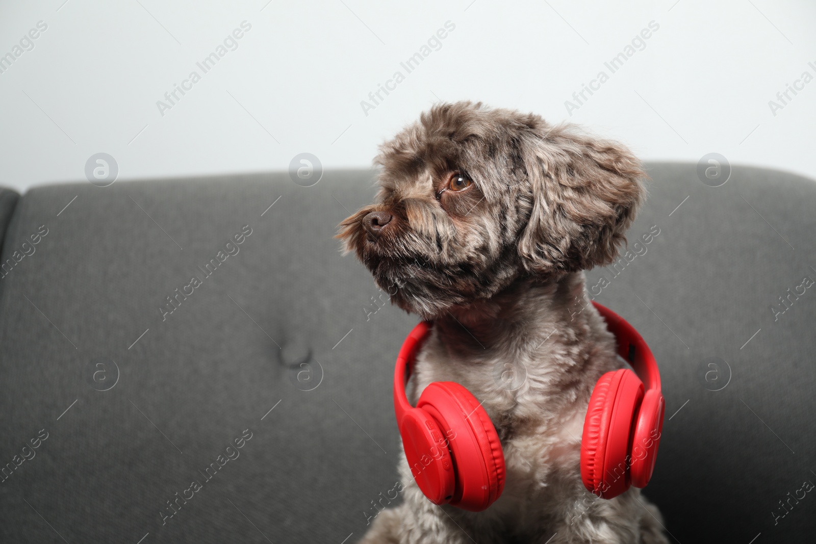 Photo of Cute Maltipoo dog with headphones on sofa indoors, space for text. Lovely pet