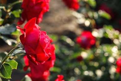 Photo of Beautiful blooming rose in garden on sunny day, space for text