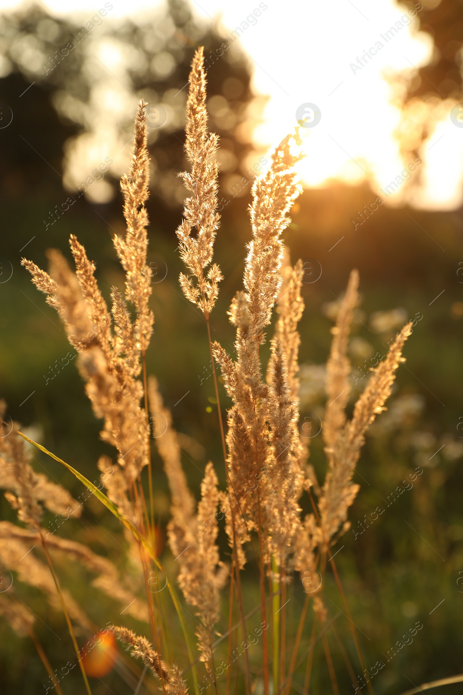 Photo of Beautiful view of reed grass growing in meadow at sunset