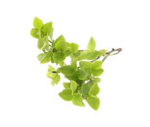 Photo of Bilberry branch with fresh green leaves isolated on white