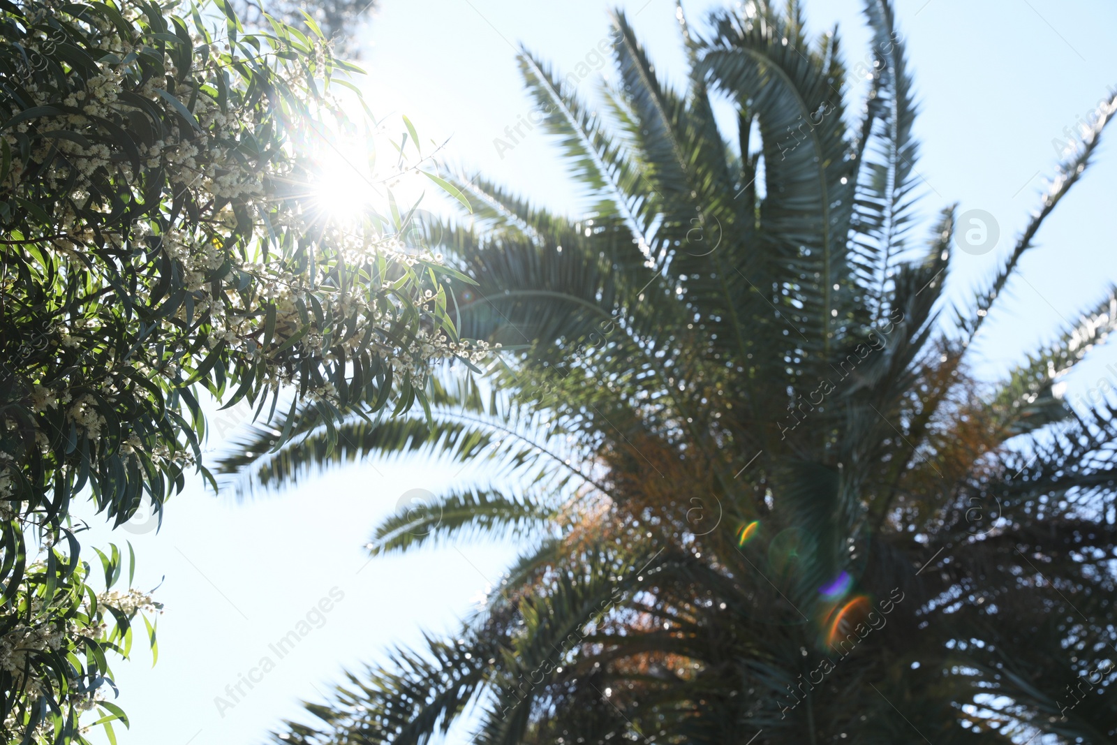 Photo of Beautiful shrub with white flowers and palm tree on sunny day, low angle view. Space for text