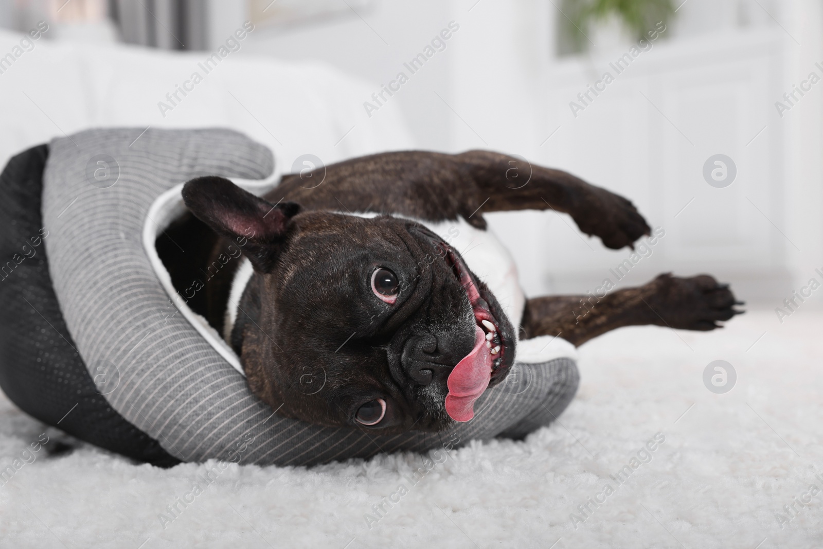 Photo of Adorable French Bulldog lying on dog bed indoors. Lovely pet