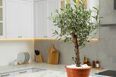 Photo of Beautiful olive tree on marble table in stylish kitchen